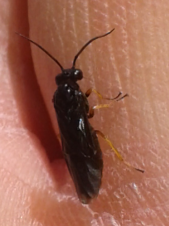 Tenthredinidae da ID: prob. Dulophanes morio